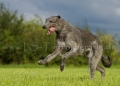 27 Windhund-Trio